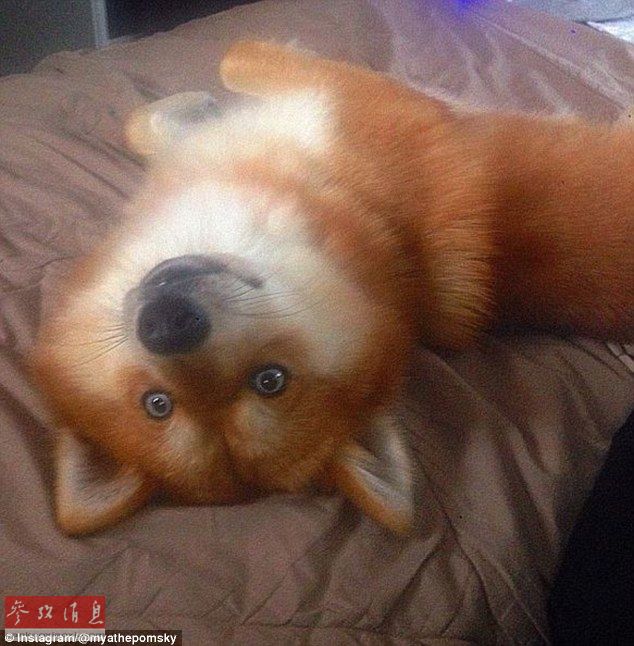 狐貍還是狗？藍(lán)眼睛萌寵走紅網(wǎng)絡(luò)