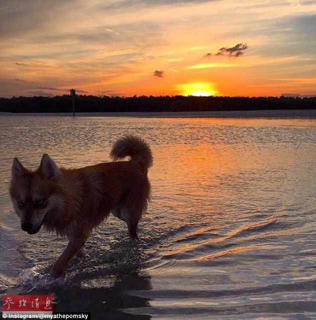 狐貍還是狗？藍(lán)眼睛萌寵走紅網(wǎng)絡(luò)