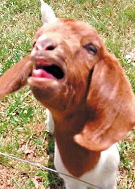 這只會說話的小山羊不斷發(fā)出類似“What”的聲音。