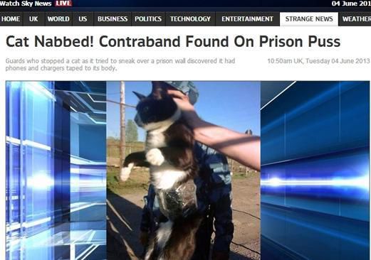 資料圖：2013年，俄羅斯獄警也曾抓獲身負(fù)手機(jī)和充電寶的貓，它本想混進(jìn)俄羅斯科密地區(qū)一座監(jiān)獄