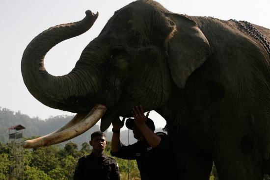 圖為大象巡邏隊里的大象。來源：法新社。