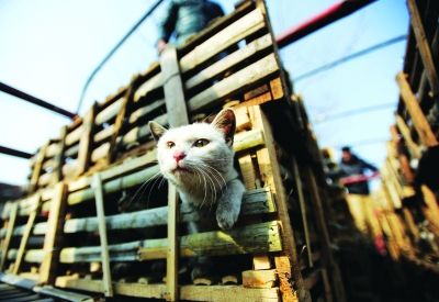 貨車上被販運的貓。 記者陳亮 攝