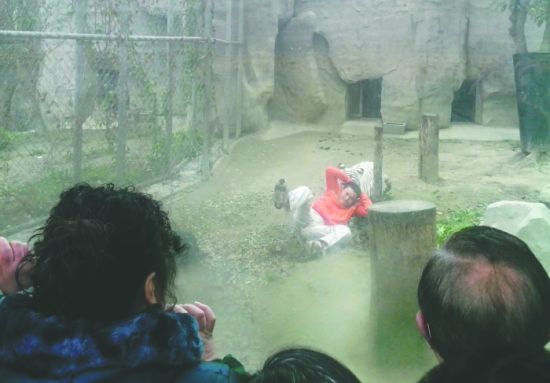 昨日，成都動物園，男子進入白虎活動區(qū)后被白虎拖行。動物園出動50多人成功營救下他