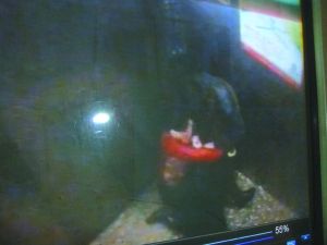 男子將侯某撲倒，侯某反抗。