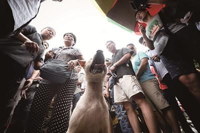 一只狗被動保人士與狗販子圍在中間，等待兩方的討價(jià)還價(jià)后決定去向