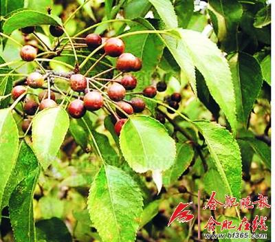 261歲古樹棠梨“搬家” 業(yè)內(nèi)人士表示擔憂(圖) 261歲古樹棠梨“搬家” 業(yè)內(nèi)人士表示擔憂(圖)