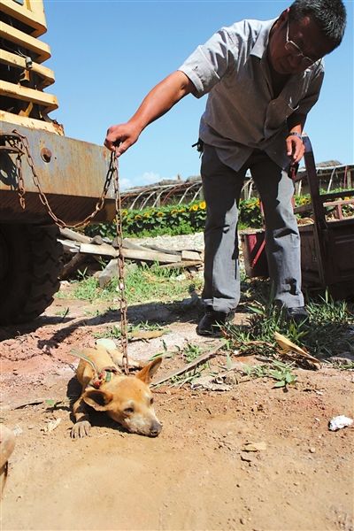 西夏區(qū)農(nóng)牧局工作人員在仔細(xì)觀察該動物。