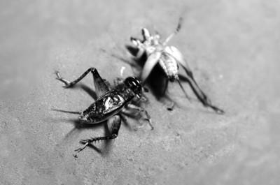 蟋蟀市場出現(xiàn)高價(jià)蛐蛐 一只賣3萬(圖)