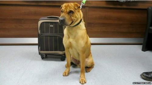 蘇格蘭動(dòng)物權(quán)益慈善組織已經(jīng)通過芯片查出這只小狗的名字叫凱。