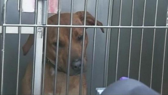 圖為當(dāng)時(shí)襲擊艾琳的兩只惡犬其中之一。