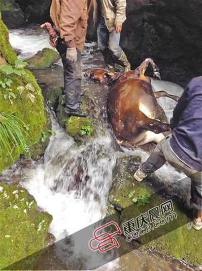 黃牛掉到懸崖下的小溪中。