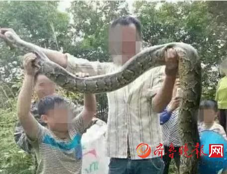 膽真大！男子抓野生大蟒燉湯 蟒蛇屬國(guó)家一級(jí)保護(hù)動(dòng)物(圖)