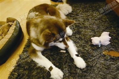 說到蘋果表，昨天的網(wǎng)友大為感嘆：人比人，氣死人了。不！是人比狗，氣死人。