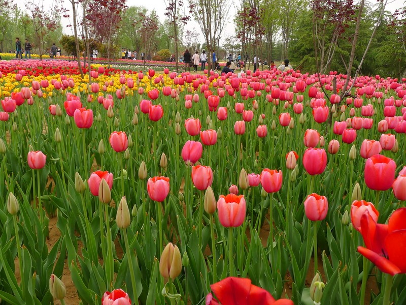 粽子節(jié)遇上兒童節(jié)，你想好去哪了么？