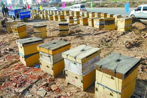 這些蜜蜂箱沿路依次擺放,綿延近千米。