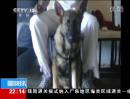 美國：停車場(chǎng)槍擊事件 忠犬護(hù)主被打死