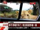 獅子用嘴開(kāi)車門(mén) 觀光客遇驚魂一幕