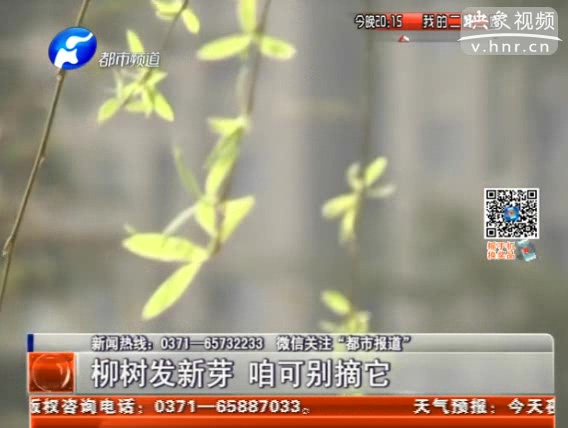 柳樹發(fā)新芽 路人請(qǐng)別摘
