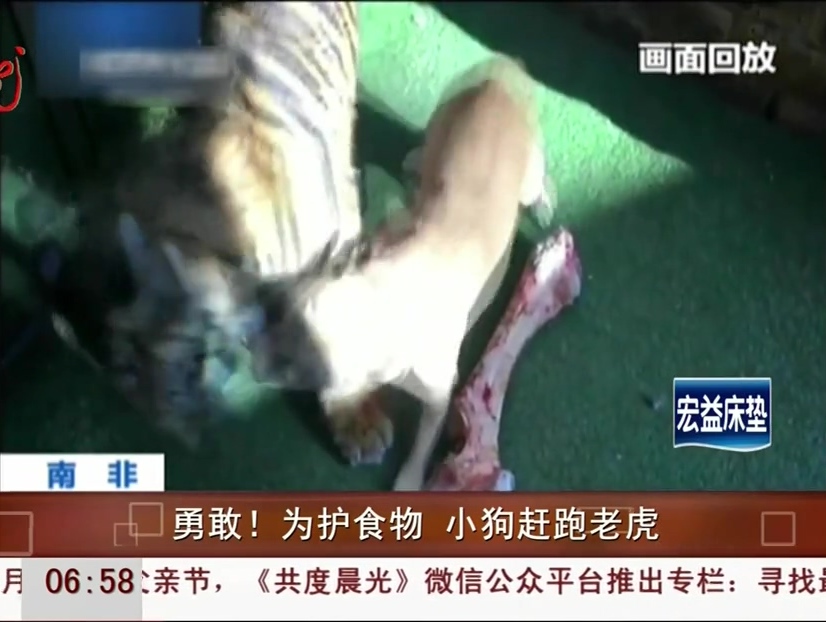 勇敢！為護(hù)食物 小狗趕跑老虎