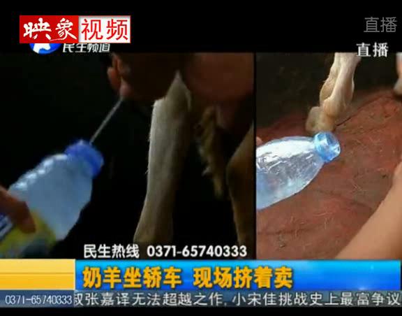 鮮：奶羊坐轎車(chē)現(xiàn)擠現(xiàn)賣(mài)