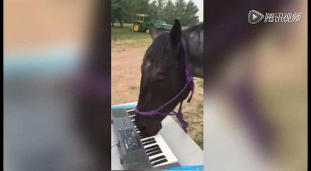 這只逆天的馬會彈琴！