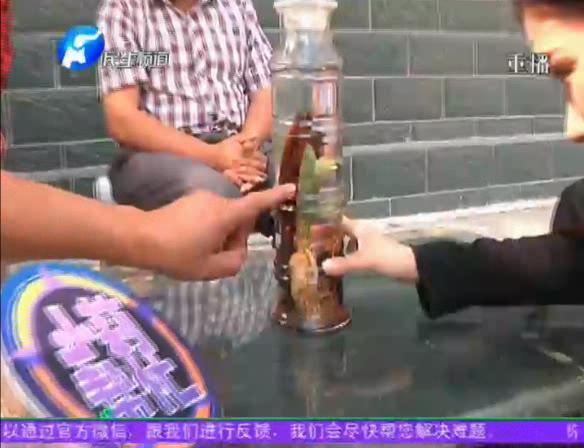 神奇！泡酒人參發(fā)芽長樹葉