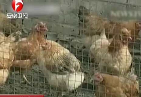 專業(yè)偷雞20年 自稱能懂雞語(yǔ)言