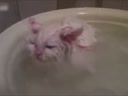 喜歡在盆里暖浴喵咪！這貨太懶了