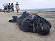 海洋環(huán)境惡化？巴西30鯨魚擱淺