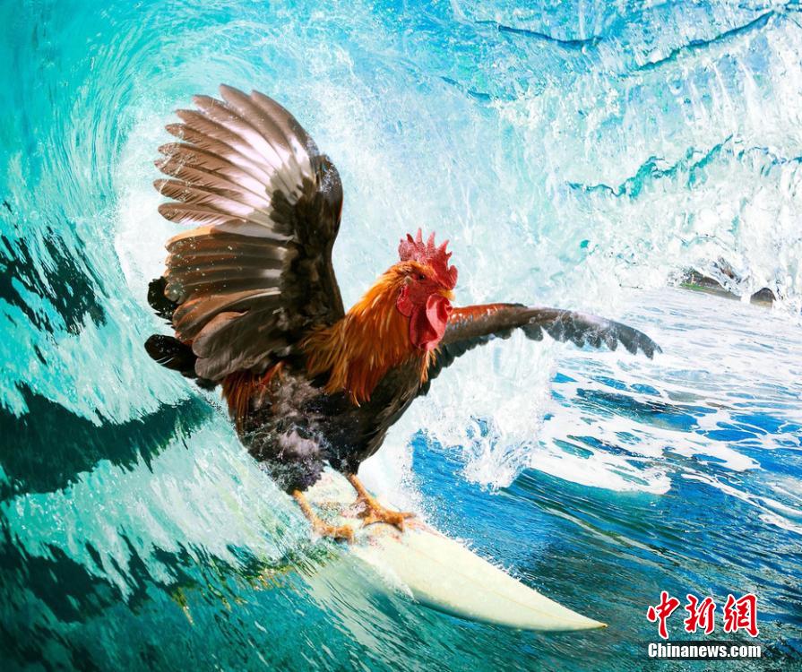 有趣！英國一公司推出公雞日歷