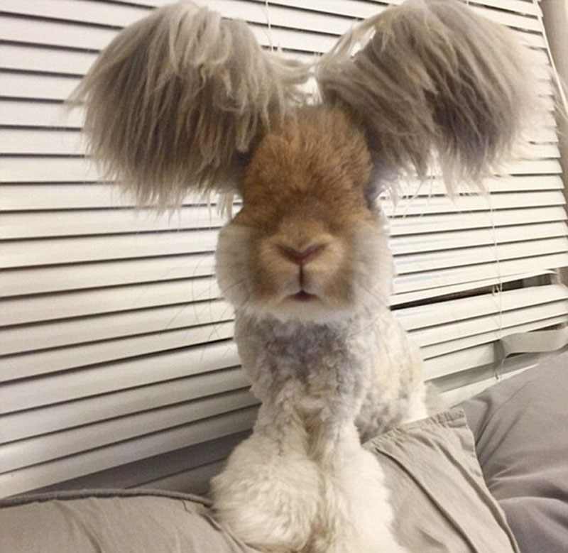 美國小兔可愛招風耳走紅網(wǎng)絡(luò)