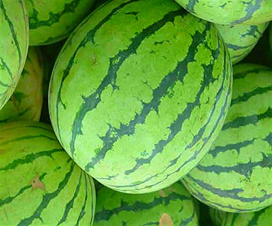 河南特產(chǎn) 汴梁西瓜 河南特產(chǎn) 汴梁西瓜